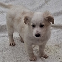 TORIAN, Hund, Mischlingshund in Griechenland