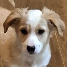 AREN, Hund, Mischlingshund in Griechenland