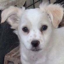 NERIAN, Hund, Mischlingshund in Griechenland