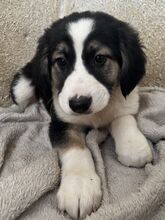 RHYDAN, Hund, Mischlingshund in Griechenland