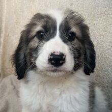 MALOR, Hund, Mischlingshund in Griechenland