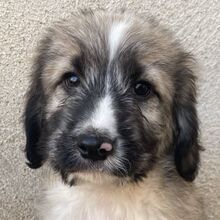 TAIGO, Hund, Mischlingshund in Griechenland