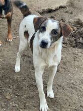 BLESSO, Hund, Mischlingshund in Griechenland