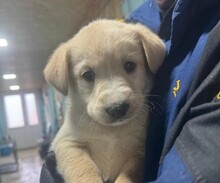 WELPE12K, Hund, Mischlingshund in Rumänien