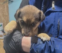 KRÜMEL, Hund, Mischlingshund in Rumänien