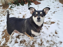 SNUPI, Hund, Terrier-Mischling in Hamburg