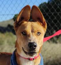 HULK, Hund, Mschling in Spanien