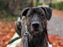 FLASH, Hund, Mischlingshund in Hamburg