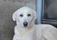 CYRA, Hund, Mischlingshund in Italien
