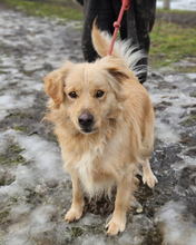 GUCCI, Hund, Golden Retriever-Mix in Kroatien