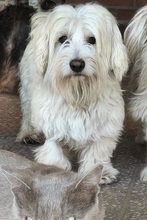 BELLA, Hund, Malteser Havanesser Mix in Bad Rippoldsau-Schapbach