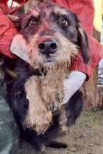 MALTE, Hund, Mischlingshund in Rumänien