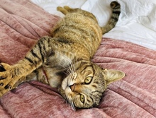 MAGDA, Katze, Hauskatze in Zypern