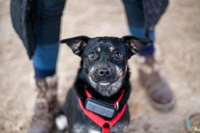 SNUGGLE, Hund, Mischlingshund in Birkenau