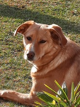 ARYA, Hund, Mischlingshund in Mühlhausen