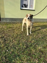 KING, Hund, Mischlingshund in Polen