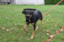 BEZ, Hund, Mischlingshund in Dannstadt-Schauernheim