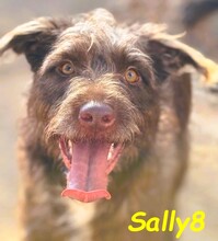 SALLY8, Hund, Podenco-Mix in Spanien