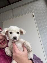 PUMBA, Hund, Mischlingshund in Rumänien