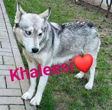 KHALEESI, Hund, Huskymischling in Rumänien