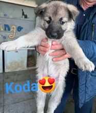 KODA, Hund, Mischlingshund in Rumänien