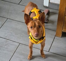 WENDY2, Hund, Podenco Andaluz in Ihlow