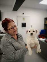 TONY, Hund, Mischlingshund in Rumänien