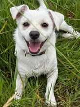 MILOW, Hund, Mischlingshund in Sinzheim