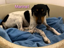 MARINA1, Hund, Ratonero Bodeguero Andaluz-Dackel-Mix in Spanien