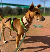 TAMLIN, Hund, Podenco in Saulheim