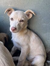 FRANCKYSTANLEY, Hund, Mischlingshund in München