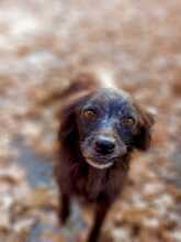 LILLA, Hund, Mischlingshund in Italien