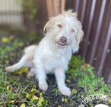 LOVELY, Hund, Mischlingshund in Obertrubach