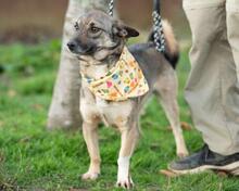 LOLA, Hund, Mischlingshund in Berlin