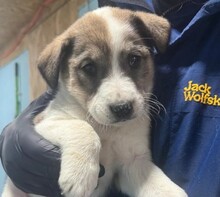 KEKS, Hund, Mischlingshund in Rumänien