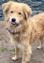 LUTZ, Hund, Mischlingshund in Rumänien