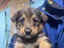 KEANU, Hund, Mischlingshund in Rumänien