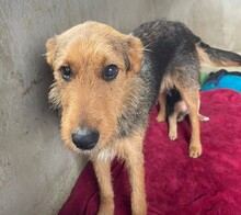 KARLOTTA, Hund, Mischlingshund in Rumänien