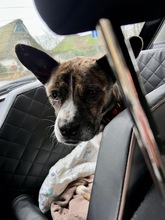 BÄRTI, Hund, Mischlingshund in Henstedt-Ulzburg