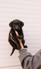 TOPH, Hund, Mischlingshund in Wedel