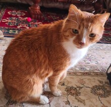 PORTO, Katze, Europäisch Kurzhaar in Berlin