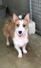 TITO, Hund, Mischlingshund in Spanien