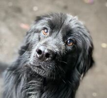 FABIO, Hund, Flat Coated Retriever-Mix in Slowakische Republik