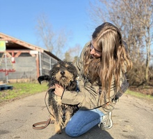BRUNO, Hund, Mischlingshund in Kerpen