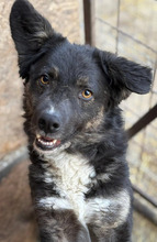 RALFI, Hund, Mischlingshund in Rumänien