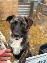 JONA, Hund, Mischlingshund in Rumänien