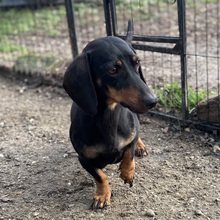 DORKA, Hund, Dackel in Nörten-Hardenberg