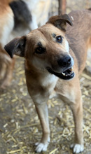 JENNA, Hund, Mischlingshund in Rumänien