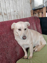 ISABEL, Hund, Mischlingshund in Rumänien