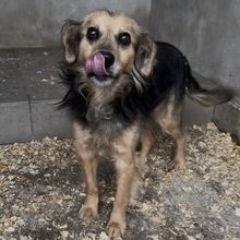 ALEX, Hund, Mischlingshund in Ungarn